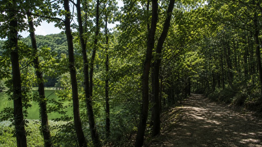 Belgrad Ormanı