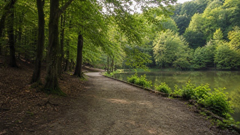 Belgrad Ormanı