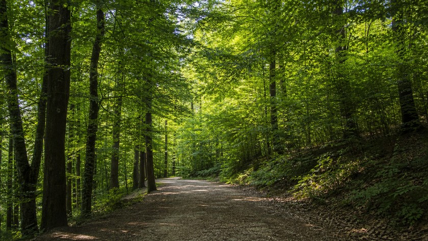 Belgrad Ormanı