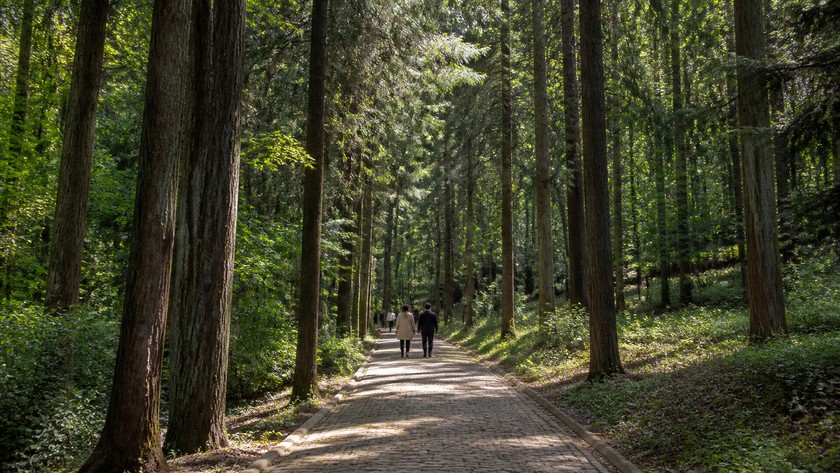 Atatürk Arboretumu yolu