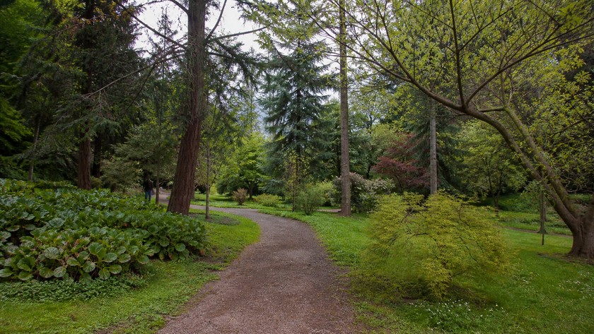Atatürk Arboretumu Rehberi: Ağaç Koleksiyonu, Yürüyüş ve Sarıyer Rotası