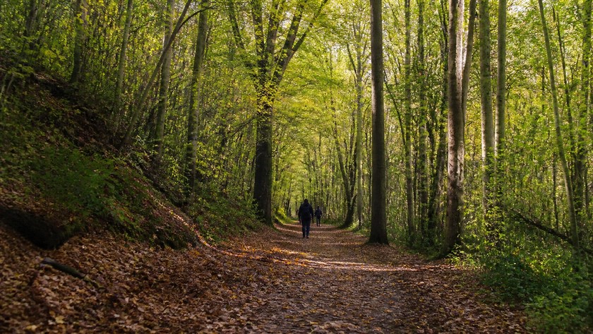 Belgrad Ormanı yolu