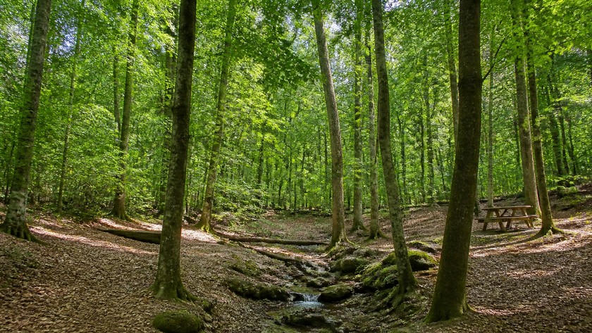 Belgrad Ormanı Rehberi: Yürüyüş, Göller ve Sarıyer Rotası