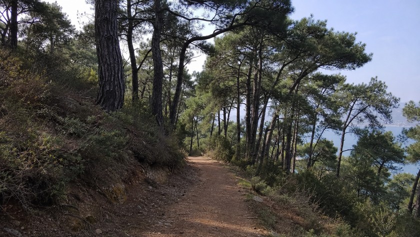Heybeliada orman yolu