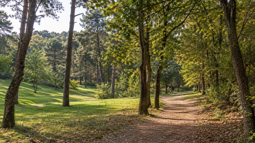 Çatalmeşe Orman Parkı